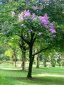 درختچه توری ملکه